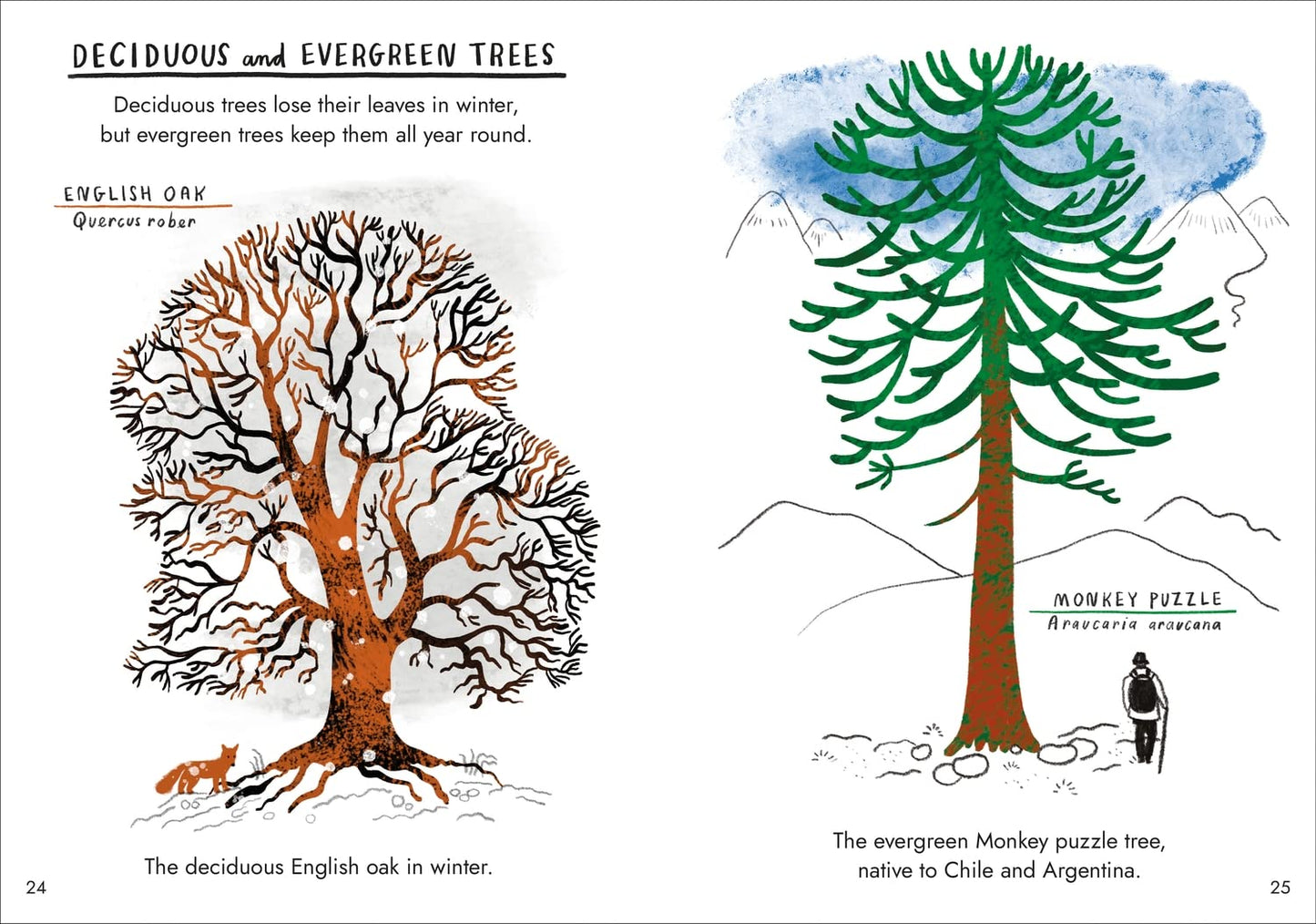 Little Guides to Nature: Hello Trees